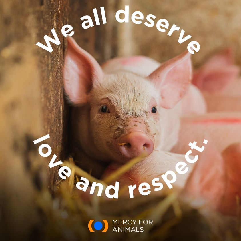 We all deserve love and respect animals